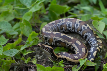 Sumatran Red Blood Python (Python curtis curtis) commonly known as red short-tailed python, a...