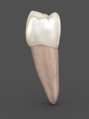 Dental anatomy - Mandibular Second premolar tooth. Medically accurate dental 3D illustration