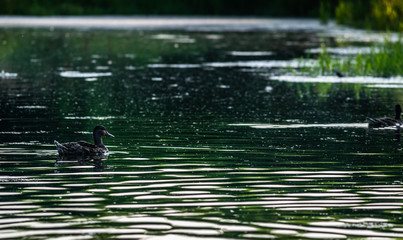Wild ducks swimming in lake during summer evening
