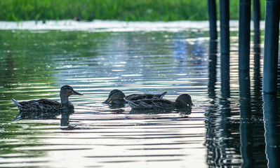 Wild ducks swimming in lake during summer evening