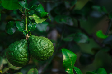 Bergamot (Citrus) on tree