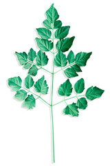 Fototapeta na wymiar Green Leave isolated on White background this has clipping path.