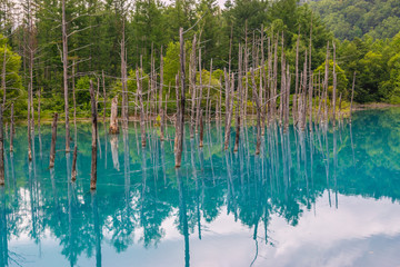 Shirogane Blue Pond, Biei, Hokkaido, Japan