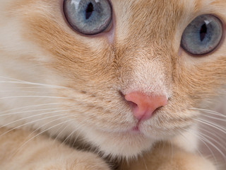 Detail shot of soft Cat paws while sitting on table, cute red face cat closeup