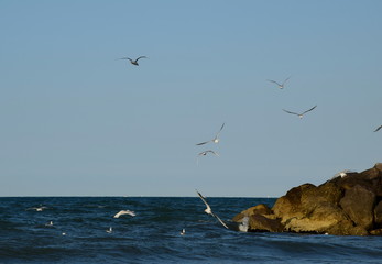 Viele Möwen fliegen über das Meer an der adriatischen Küste