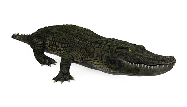 Crocodile Alligator Isolated