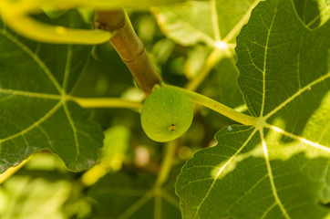 Fototapeta premium Unripe fig fruit on a branch