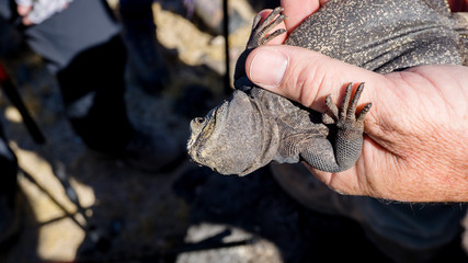 A Chuckwalla (Sauromalus ater) getting hold upside down in the Mojave desert, USA