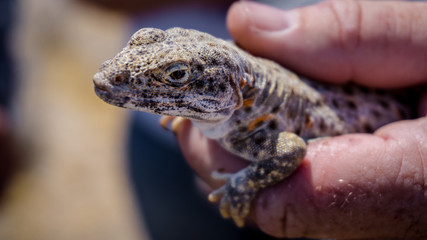 Mojave fringe-toed lizard getting hold in the Mojave desert, USA