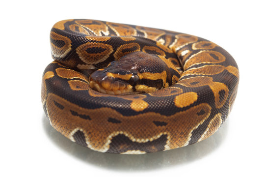 ball python (Python regius) isolated on white background