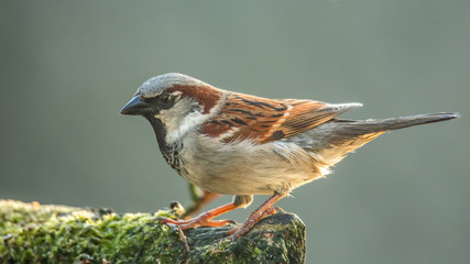 House sparrow (Passer domesticus)