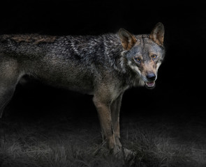 grey wolf canis lupus, in the night © xyo33