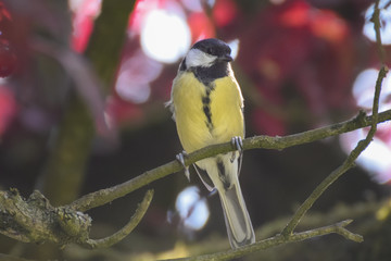 Tit bird / tit mouse close-up