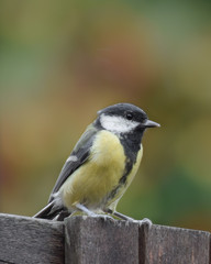 Tit bird / tit mouse close-up