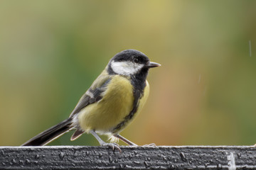 Obraz premium Tit bird / tit mouse close-up