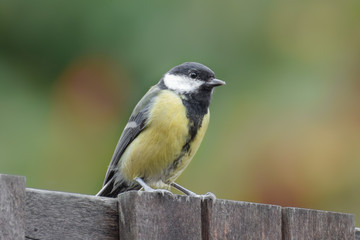 Tit bird / tit mouse close-up