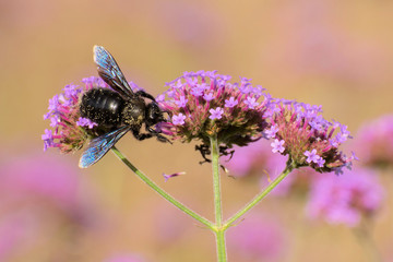 Große Blaue Holzbiene, auch Blauschwarze oder Violettflügelige Holzbiene, auf einer Blüete