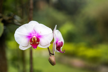 Light pink phalaenopsis orchid  orchid flower ,agriculture idea concept, Copy space.