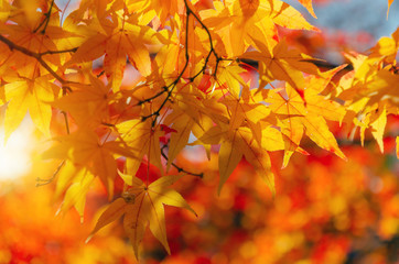beautiful autumn colorful red and yellow maple leaves with blurred background and during sunrise at morning in autumn season from Kyoto, Japan, nature background and international travel concept