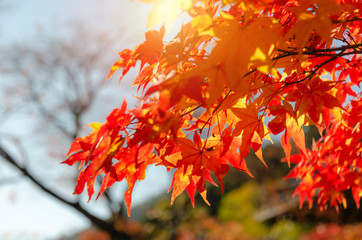 beautiful autumn colorful red and yellow maple leaves with blurred background and during sunrise at morning in autumn season from Kyoto, Japan, nature background and international travel concept