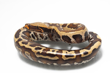 Sumatran Red Blood Python (Python curtis curtis) isolated on white background