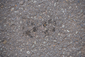 Footprints of a dog on a  concrete country road
