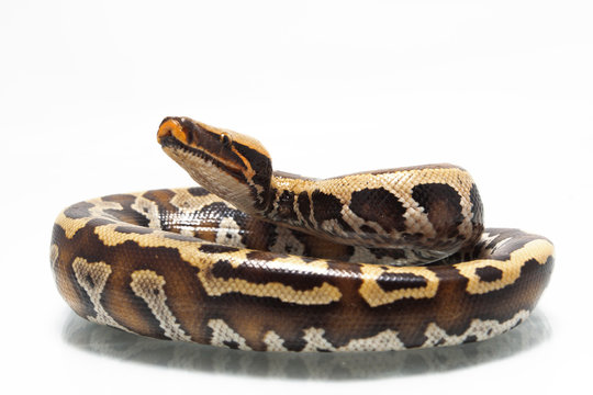 Sumatran Red Blood Python (Python curtis curtis) isolated on white background