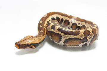 Sumatran Red Blood Python (Python curtis curtis) isolated on white background