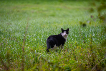A cat is  sneaking through a field looking for mice
