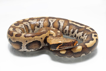Sumatran Red Blood Python (Python curtis curtis) isolated on white background