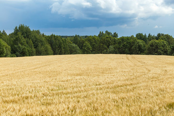 Field of wheat under cloudy sky. Horizontal image.