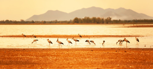 A flock of Asian openbill feeding on the dry lake bed.