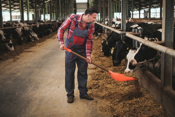 Farmer with showel in a cowshed on a dairy farm.
