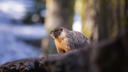 Wild Marmot in Sequoia National Park