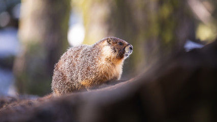 Wild Marmot in Sequoia National Park