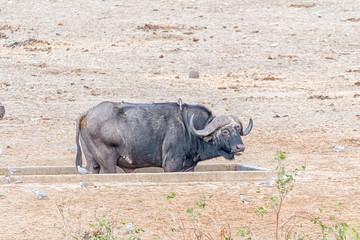 Obraz premium Cape Buffalo bull standing inside a water trough