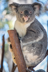 Koala watch