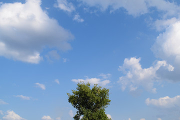 View through one green tree against the sky and white clouds.