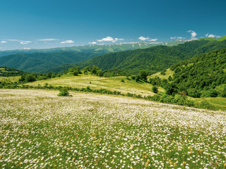 Summer scene of flowering meadow in Lesser Caucasus mountains.