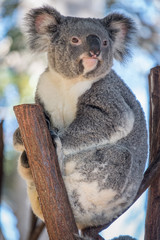 Koala relaxing in a tree