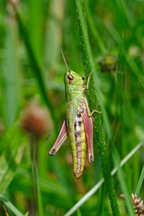 Gemeiner Grashüpfer (Chorthippus parallelus) - Meadow grasshopper