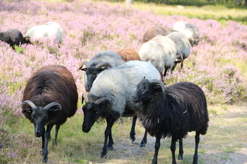 Heidschnucken in der Lüneburger Heide