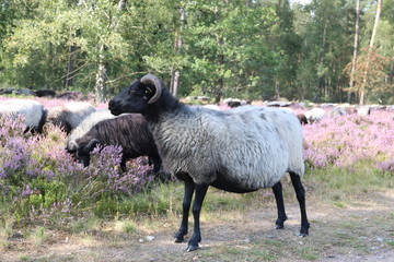 Heidschnucken in der Lüneburger Heide