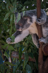 Koala grabbing gum leaves 