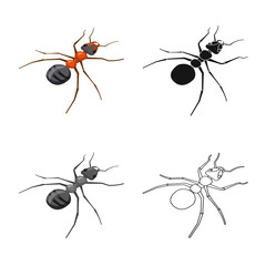 Isolated object of ant and wild logo. Collection of ant and cute stock symbol for web.