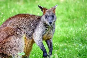 Cute Kangaroo Wallabia Bicolor Closeup  Portrait in Nature