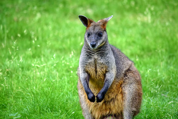 Naklejka na ściany i meble Cute Kangaroo Wallabia Bicolor Portrait in Nature