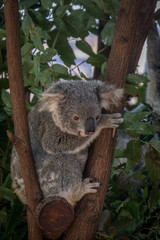 Baby Koala