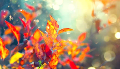 Fotobehang Autumn colorful bright leaves swinging in a tree in autumnal park. Fall colorful background. Beautiful nature scene © Subbotina Anna