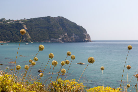 ischia forio italy cava dell'isola citara beach